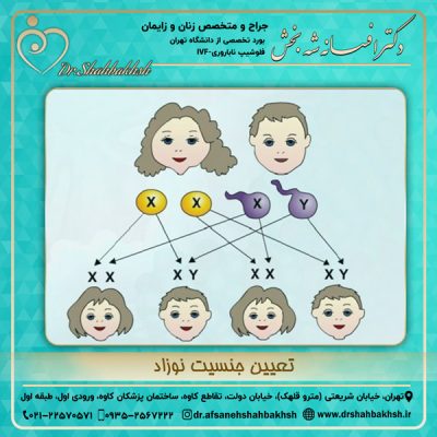 تعیین جنسیت نوزاد - دکتر شه بخش